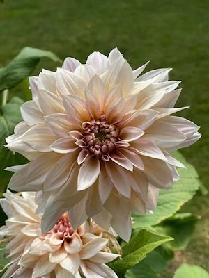 Dahlia Cafe Au Lait